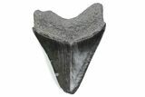 Serrated, Fossil Megalodon Tooth - South Carolina #370482-1